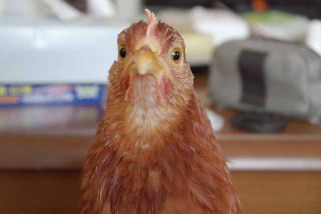 鶏の室内飼いは可能 にわとりをペットにするメリット デメリット